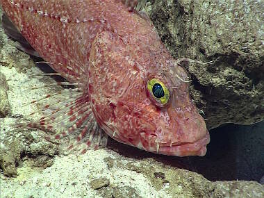 Scorpionfish resting on the seafloor at 343m in the Rose Atoll Marine National Monument.
