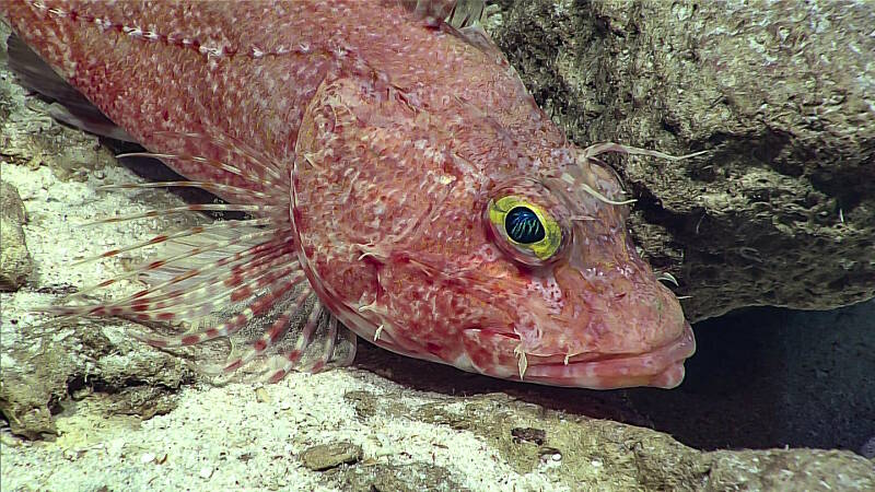 Scorpionfish resting on the seafloor in Rose Atoll Marine National Monument.