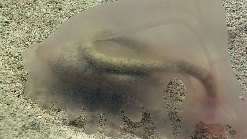 Close-up look at a holothurian sea cucumber reveals digestive tract full of sediment.
