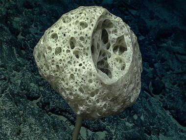 This Bolosoma stalked glass sponge may represent a new species.