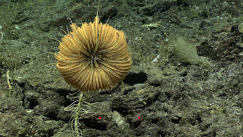 This large stalked crinoid, or sea lily (either Metacrinus or Saracrinus) flexes its feathery arms back into the current.