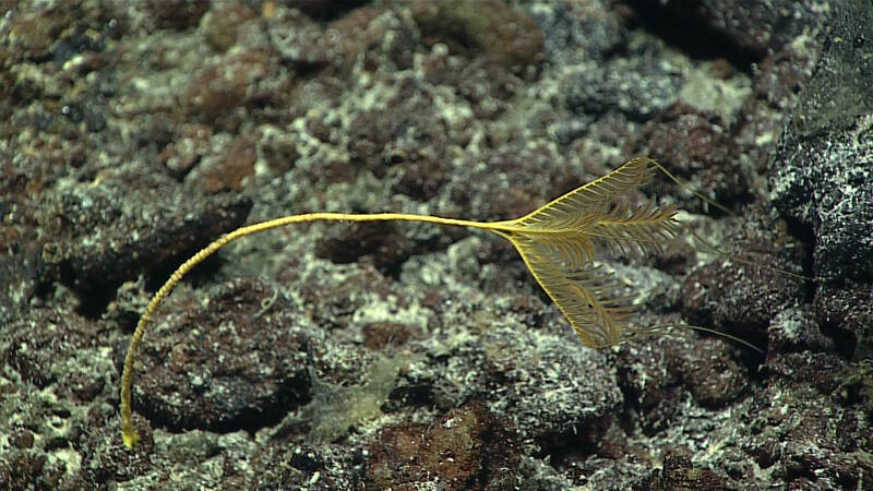 Porphyrocrinus sea lilies attach to hard substrates via a holdfast and have arms that terminate in slender filaments.