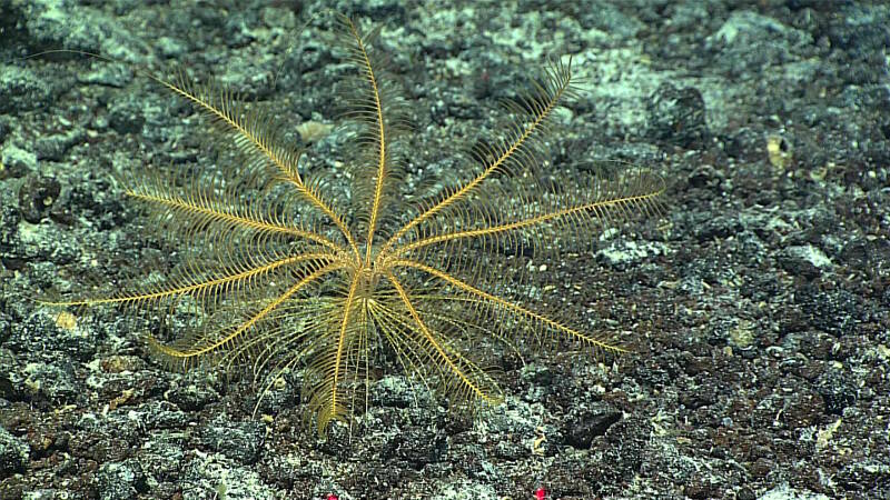 This unusual featherstar, probably Paratelecrinus, also has terminal arm filaments, which may betray a close relationship, discovered via DNA sequencing, with stalked Porphyrocrinus.