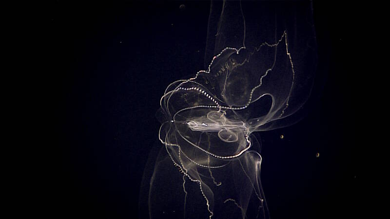 A more common lobate ctenophore (or comb jelly). All comb jellies have eight rows of cilia (small hair-like protrusions) along the body.