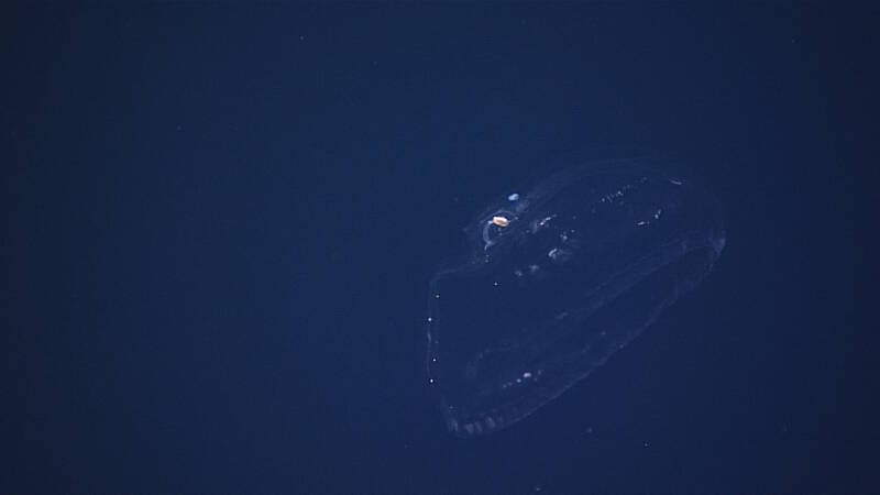 Although comb jellies are not closely related to schyphozoan jellyfish (the classic jellyfish), this comb jelly has evolved a medusoid shape and at first glance, resembles a schyphozoan jelly.