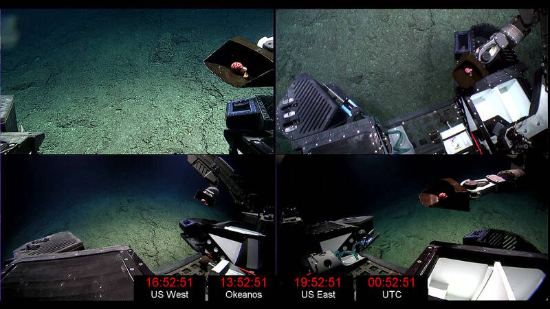 The quad screen view as Deep Discoverer uses the scoop tool to collect a mushroom coral.