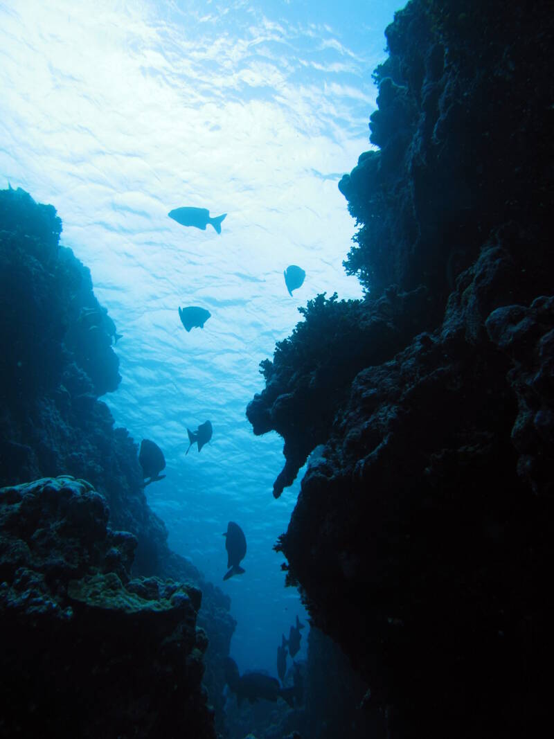 Shallow canyons, observed on SCUBA looking up at the surface waters of Enderbury Atoll.
