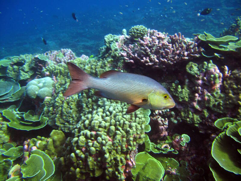 Thriving coral reefs are home to an intact food web, including vampire snappers, in the Phoenix Islands Protected Area.