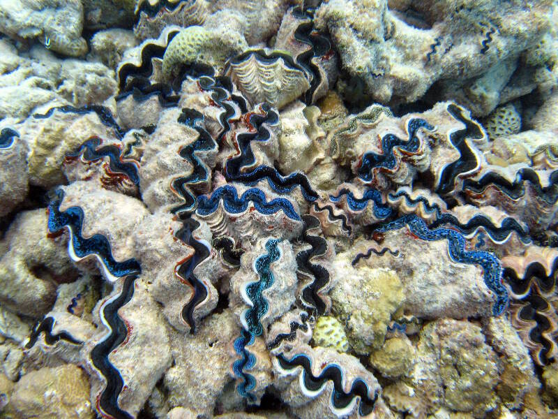Giant clams (Tridacna maxima) symbiotically photosynthesize in the shallow, sun-drenched lagoon of Orona Island, an uninhabited atoll in the Phoenix Islands Protected Area.