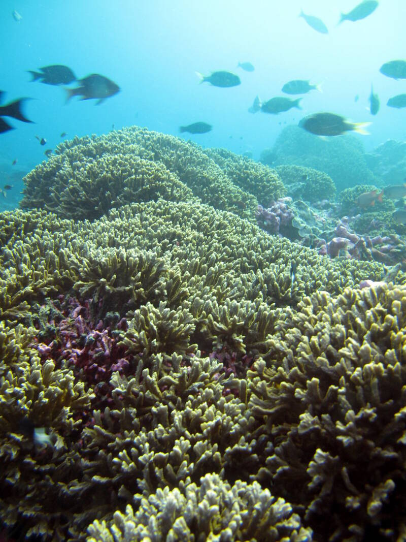 Carpets of shallow-water corals use photosynthetic energy to build reefs in the Phoenix Islands Protected Area.