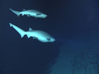 A male and female sixgill sharks swim together. The female shark was 13 - 15 feet in length.