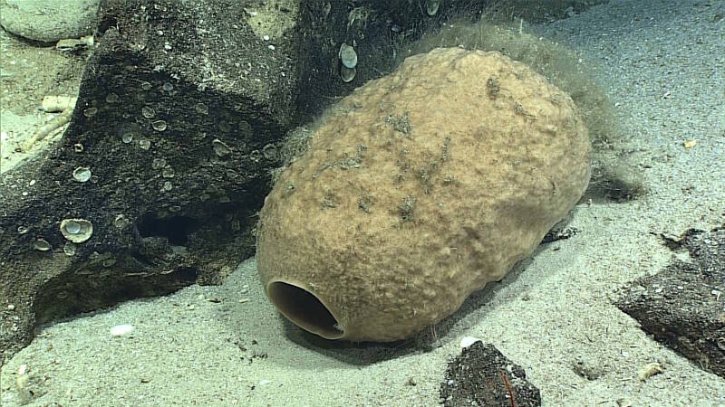 A barrel sponge that has fallen on the sediment.