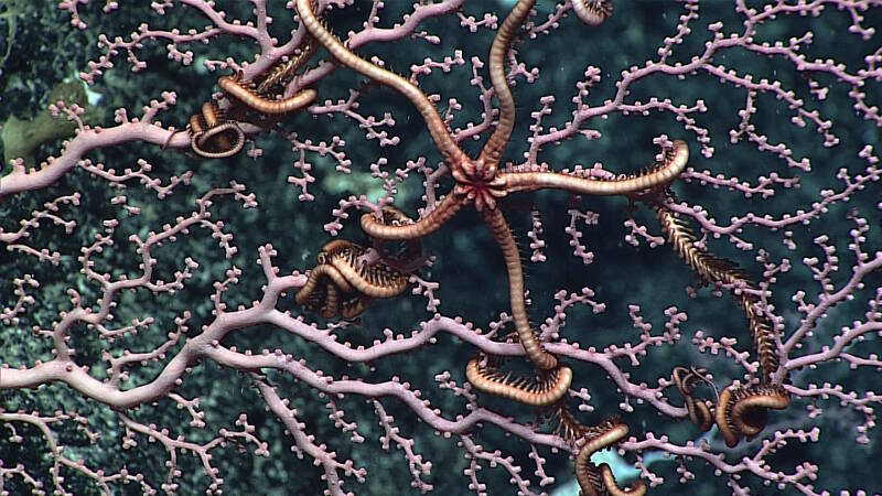 Precious corals, like this species of Hemicorallium, were common at depths explored on Carondelet Reef. Precious corals have been exploited for their commercial value throughout history. Most coral colonies also were home to sometimes more than one species of brittle stars (ophiuroids). Some brittle stars are thought to have a mutualistic symbiosis with deep-sea corals.