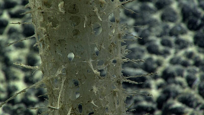 A glass sponge seen on Polo Seamount.