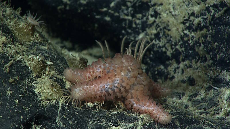 A new seastar for the expedition was spotted at the base of a large octocoral at the end of the dive.