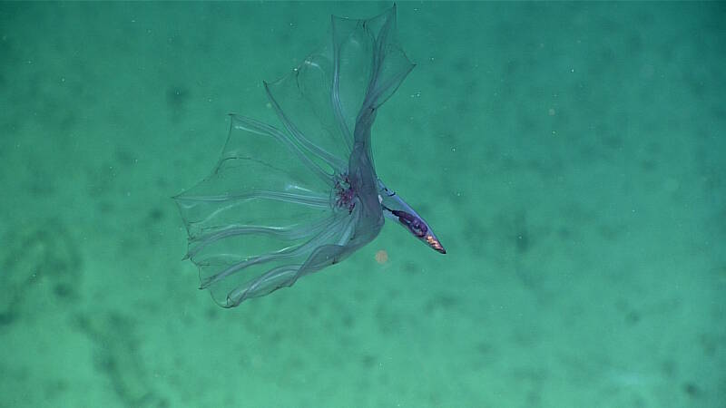 Unlike the benthic sea cucumbers that are often seen on the seafloor, this pelagic holothurian lives its entire life in the water column, relying on suspended particles for its food.