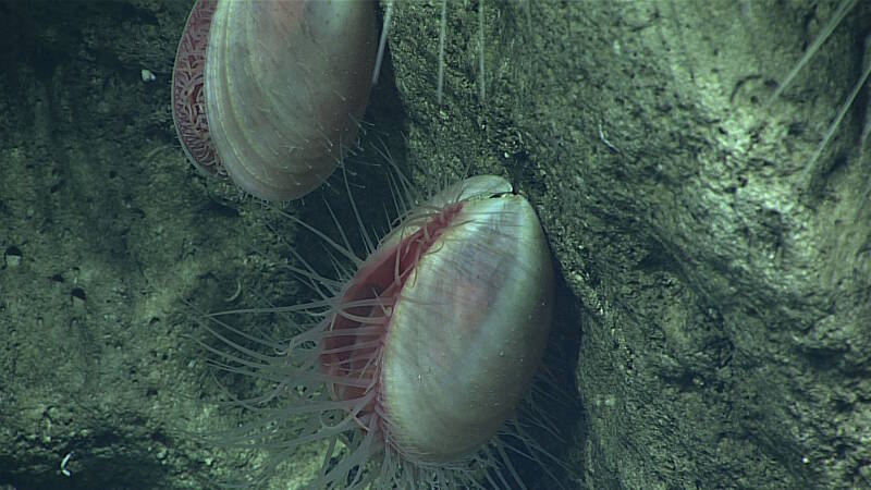 Suspension-feeding limid bivalves were found attached to the interior of eroded caves along steep slope.