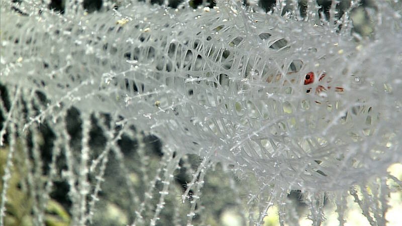 A close-up of the icicle-like matrix of glass sponge spicules with a shrimp perched inside.