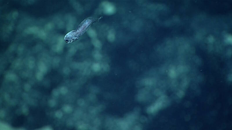 This snailfish was observed on the dive at 2,360 meters detph; snailfish were previously unknown from the region.