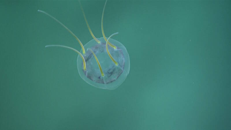 A narcomedusa jelly was observed close to the seafloor, at ~ 560 meters depth.
