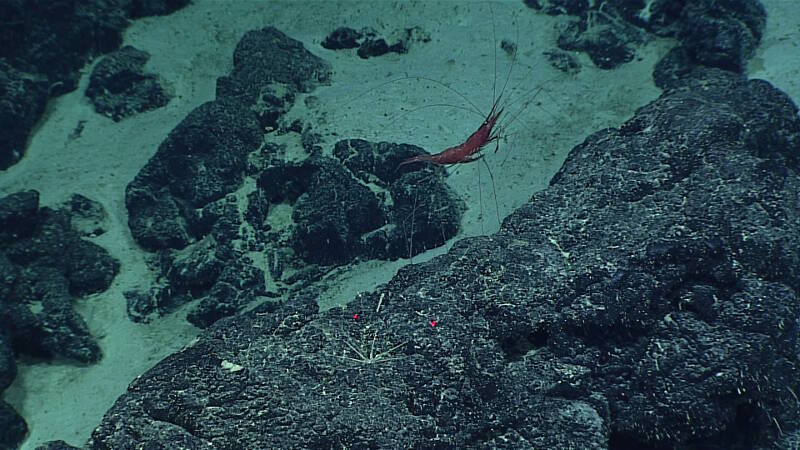 A nematocarcinid shrimp uses stilt-like legs to walk along rocks and the sediment.
