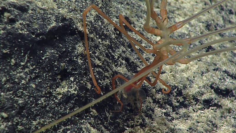A carnivorous sea spider was observed feeding off of a cup coral.