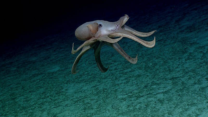 A rare deep-sea cirrate octopod (Grimpoteuthis sp.) uses its fins on either side of its head to gracefully propel itself through the water column around D2. The scientists observed some damage on the arm and fin.