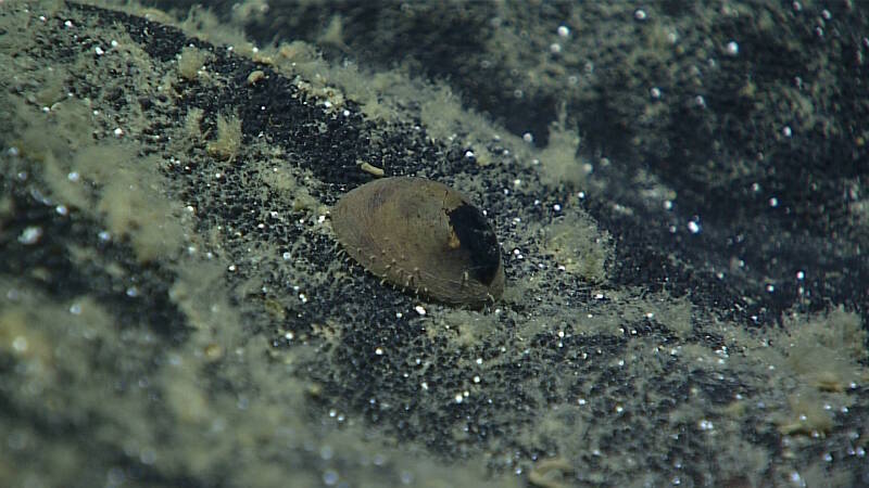 A rare mollusc, called a monoplacophoran, was observed at ~5771 meters on the hard pavement of a sedimented plateau.
