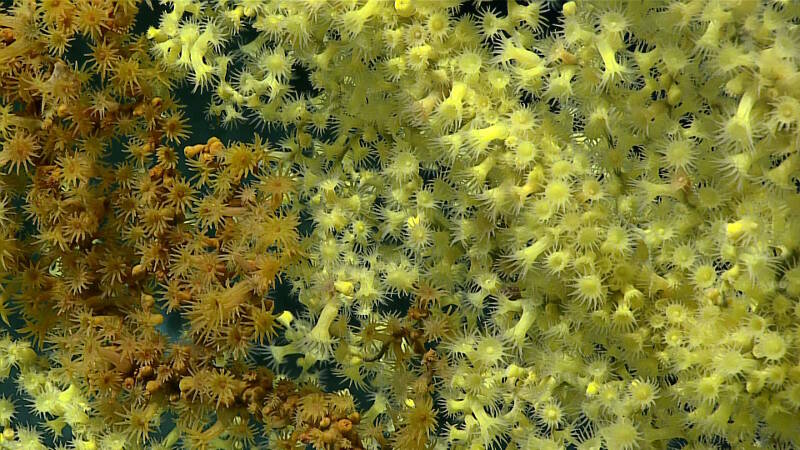 Several gold coral colonies were observed for the first time on this expedition on this dive within the Phoenix Islands Protected Area (PIPA).