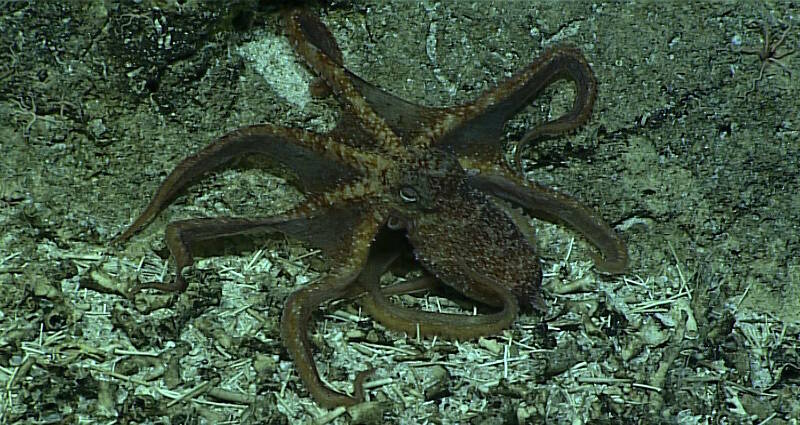 An unknown octopus with a small node on its head was observed crawling along the seafloor at around 475 meters depths.