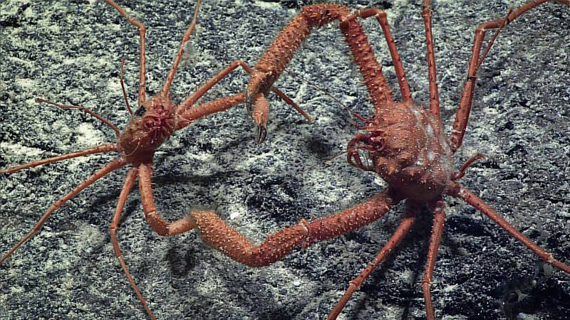 Two homolid crabs were observed holding claws at around 757 meters depth. It was unclear whether this was potentially aggressive or pre-mating behavior.