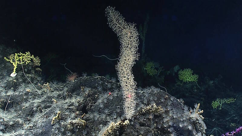 This deep-sea coral garden at Swains Island hosts numerous species of corals and coral-relatives. In the foreground is a chrysogorgiid octocoral surrounded by translucent anemones. Yellow stony corals like Enallopsammia sp. are visible to the left and throughout the background. Black coral whip colonies grow upwards off the seafloor in thin stalks.