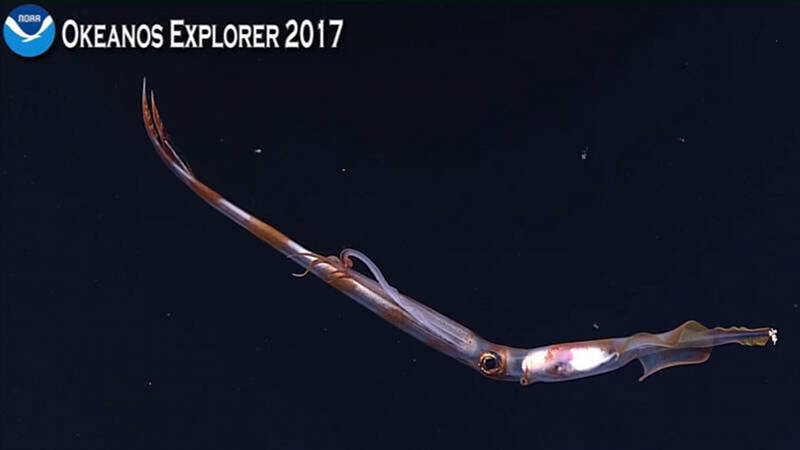 A long-armed squid in the genus Chiroteuthis swims in front of Deep Discoverer. These squids are pelagic predators using their tentacles and arms to capture and consume prey.