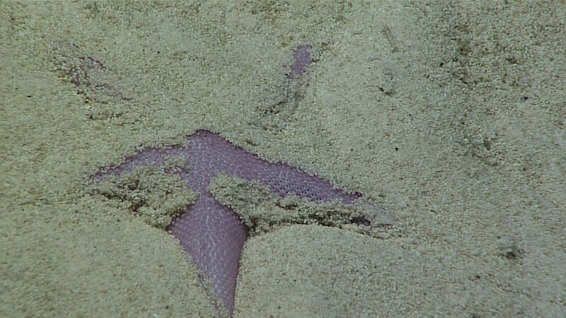 This sea star burrowing itself in the sand was imaged during Dive 04 of the expedition at an unnamed seamount in the Tokelau Seamount Chain. It was too buried for positive identification, but is possibly in the family Astropectinidae.