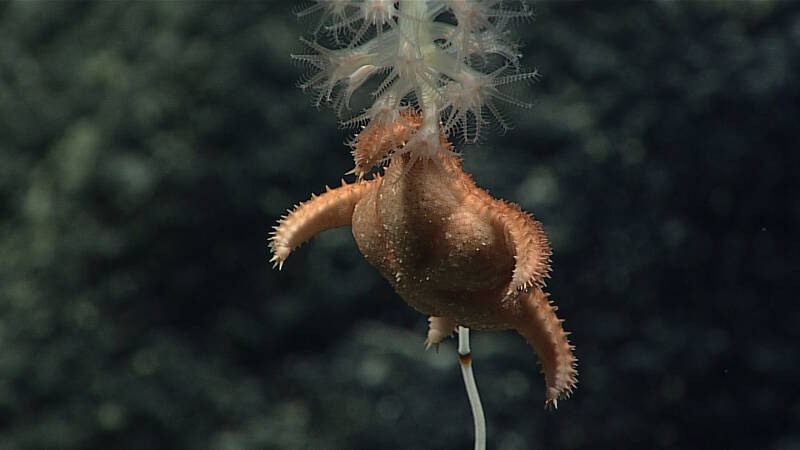 This coral predator Calliaster in the family Goniasteridae was imaged predating on a bamboo coral at Titov Seamount during the seventh dive of this expedition.