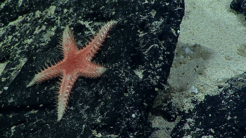 This Cheiraster (Benthopectinidae) sea star was imaged on dive four of the expedition at an unnamed seamount in the Tokelau Seamount Chain.
