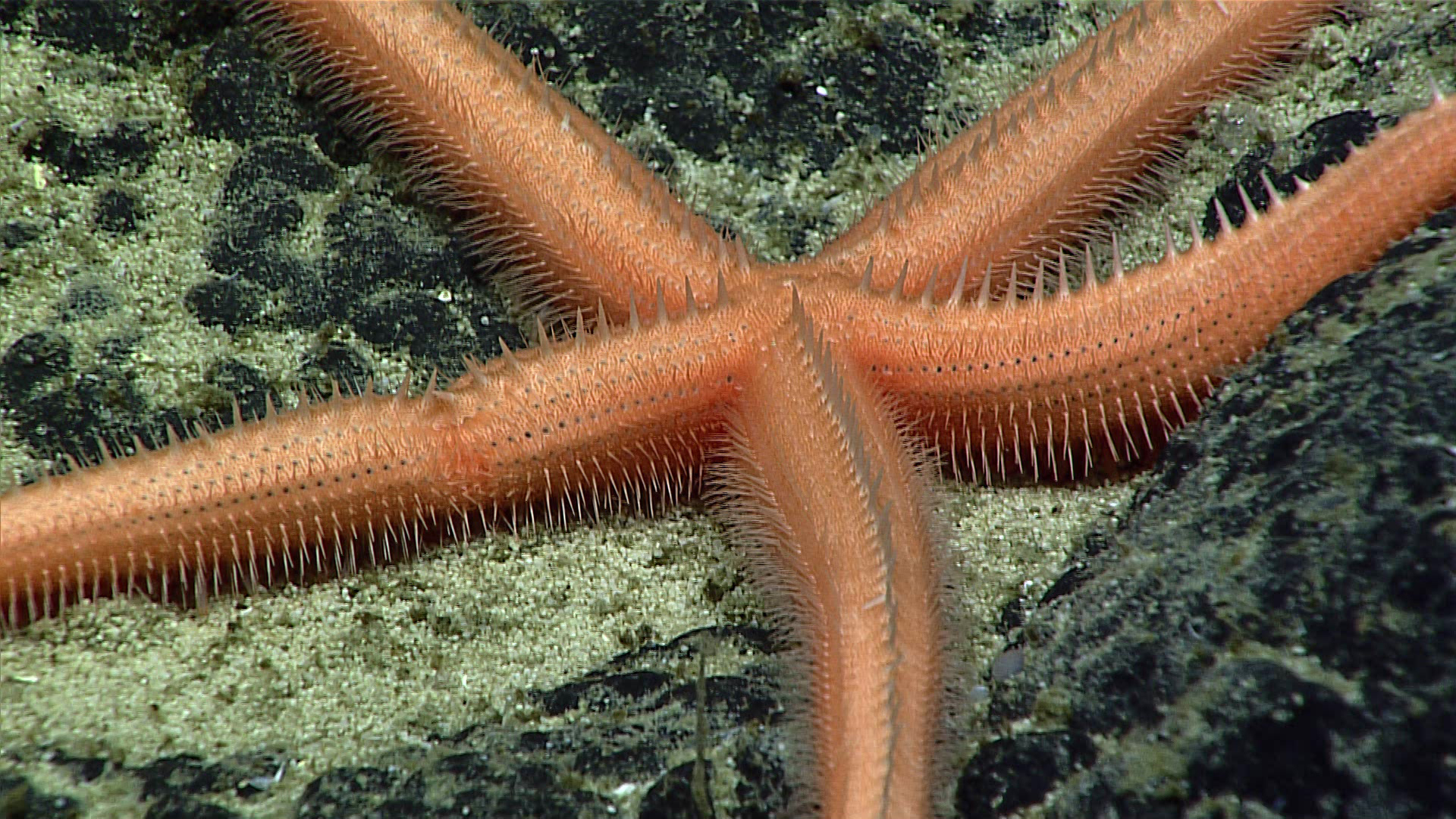 Starfish go five ways, but two ways when stressed