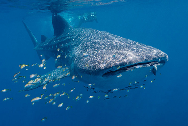 Big Ocean: A Network of the World’s Largest Marine Managed Areas