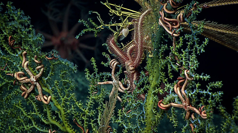 Brittle stars seen living in the branches of coral during exploration at 1,800 meters depth on Titov Seamount within the Pacific Remote Islands Marine National Monument.