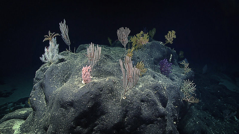 High-profile rock features found on seamounts provide ideal surfaces for corals to colonize.