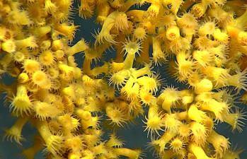 Deep Ocean Corals