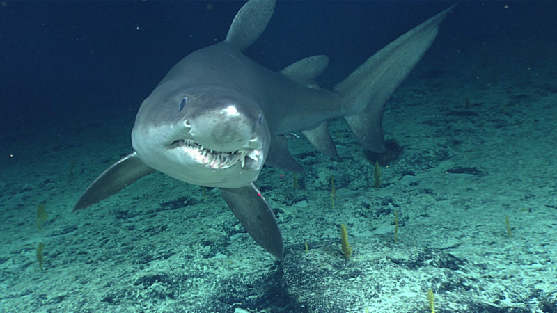 Smalltooth Sand Tiger Shark