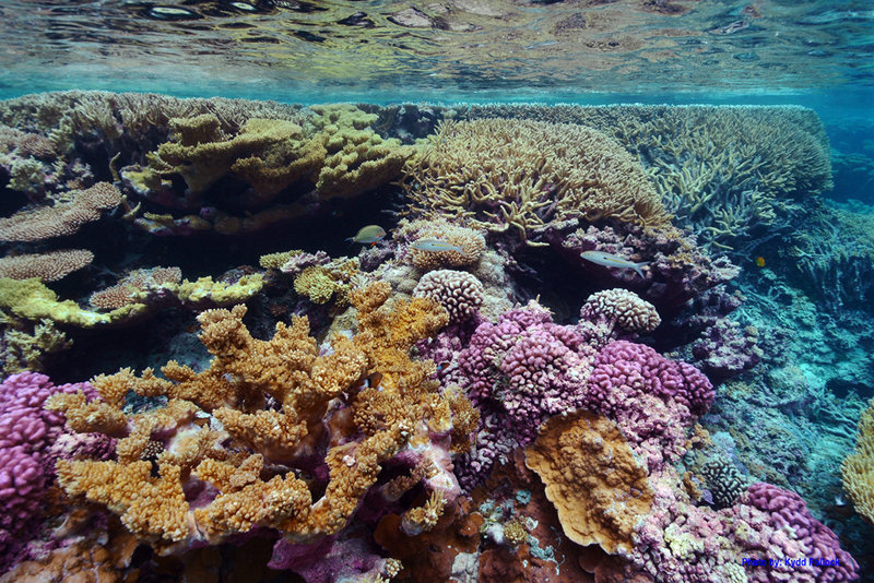 Palmyra Atoll National Wildlife Refuge is home to some of the most pristine coral reefs in the world.