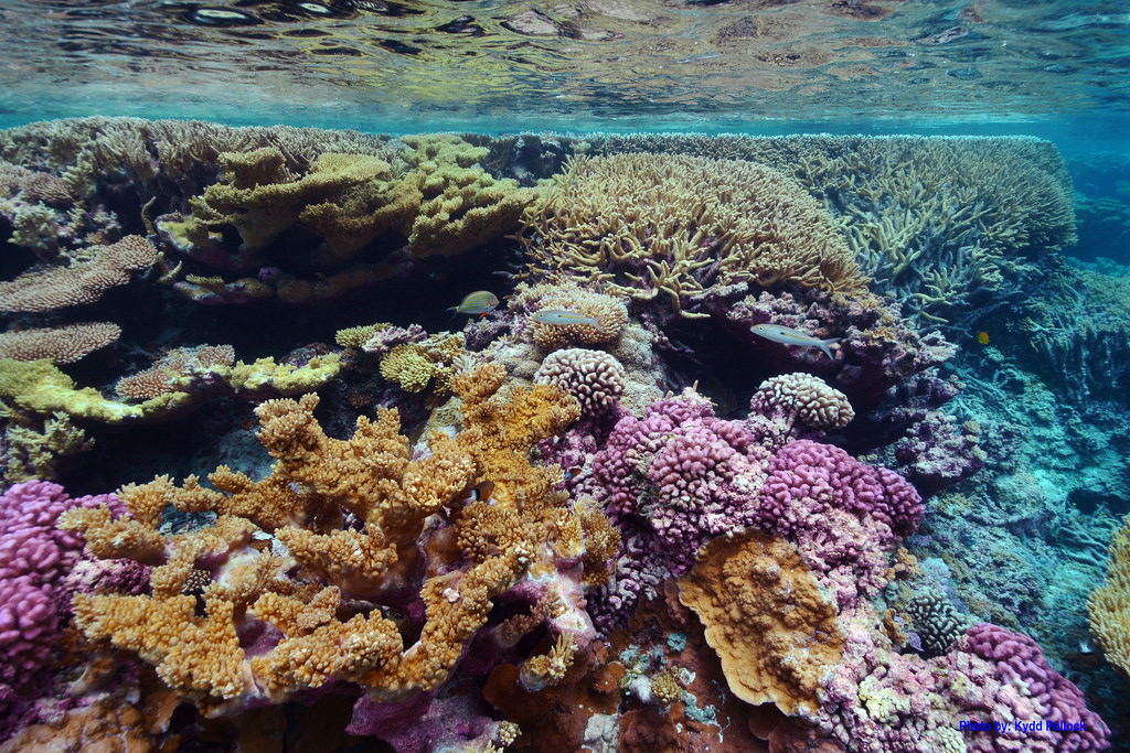 Atoll Reef Underwater