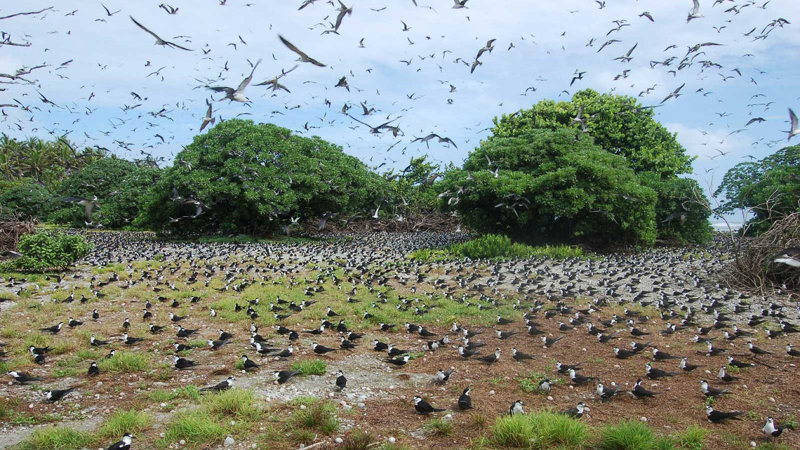 A sooty tern colony on Palmyra Atoll.