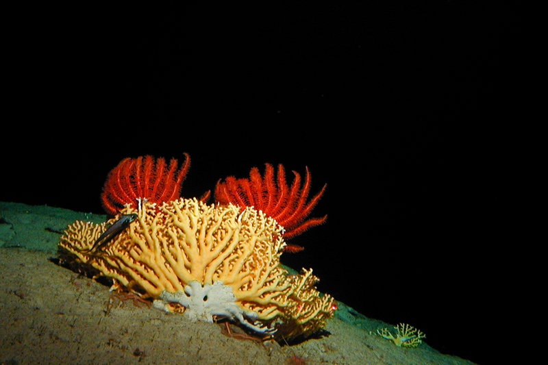 In the deep sea, corals provide habitat for many organisms. This images was collected during the first exploration of the deep waters around Kingman Reef in 2005 by the Hawaii Undersea Research Lab (HURL). Image courtesy of NOAA-HURL Archives