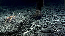 Deep Discoverer grabs a manganese-crusted rock sample near a brisingid sea star at about 2400 meters depth during Dive 02 of Mountains in the Deep: Exploring the Central Pacific Basin. The dive site was called Te Tukunga o Fakahotu and was located just north of the Manihiki Plateau, near the Cook Islands. Deep Discoverer grabs a manganese-crusted rock sample near a brisingid sea star at about 2400 meters depth during Dive 02 of Mountains in the Deep: Exploring the Central Pacific Basin. The dive site was called Te Tukunga o Fakahotu and was located just north of the Manihiki Plateau, near the Cook Islands.