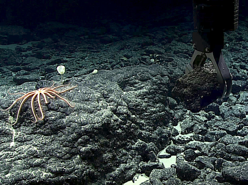 Deep Discoverer grabs a manganese-crusted rock sample near a brisingid sea star at about 2,400 meters depth during Dive 02 of the expedition. The dive site was called Te Tukunga o Fakahotu and was located just north of the Manihiki Plateau, near the Cook Islands.