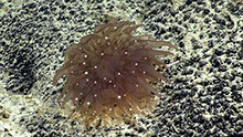 This corallimorph was found at “West Palmyra Seamount” at approximately ~2,170 meters (7,120 feet) depth. Notice the white tips of its tentacles. This corallimorph was found at “West Palmyra Seamount” at approximately ~2,170 meters (7,120 feet) depth. Notice the white tips of its tentacles.