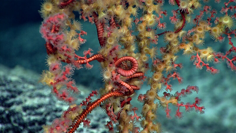 Brittle stars clung to this zoanthid-covered bubblegum coral.